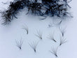 Load image into Gallery viewer, Camellia Promade Loose Fans | 500 fans

